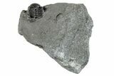 Enrolled Eldredgeops Trilobite Fossil - New York #285639-1